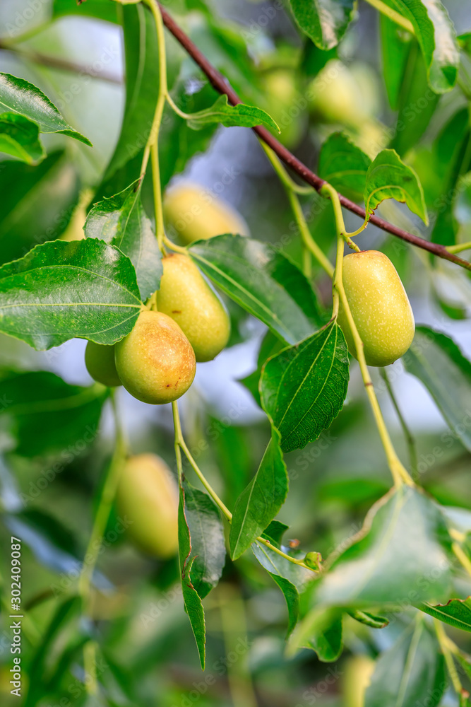 Obraz premium green jujube fruit on the jujube tree in the orchard