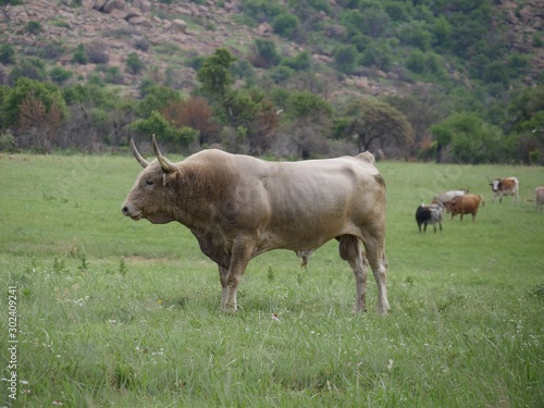 Cows grazing in a meadow