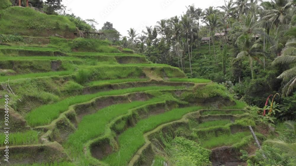 Aerial shot: rice fields, Ubud Aerial shot: rice fields, Ubud