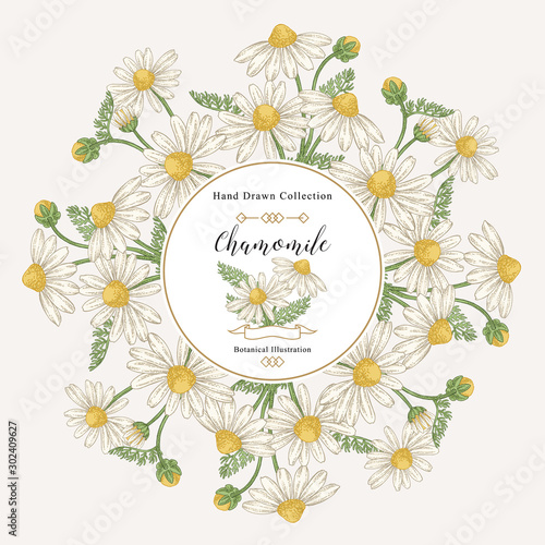 Chamomile round frame. Flowers and leaves hand drawn. Medical herbs. Vector illustration vintage.