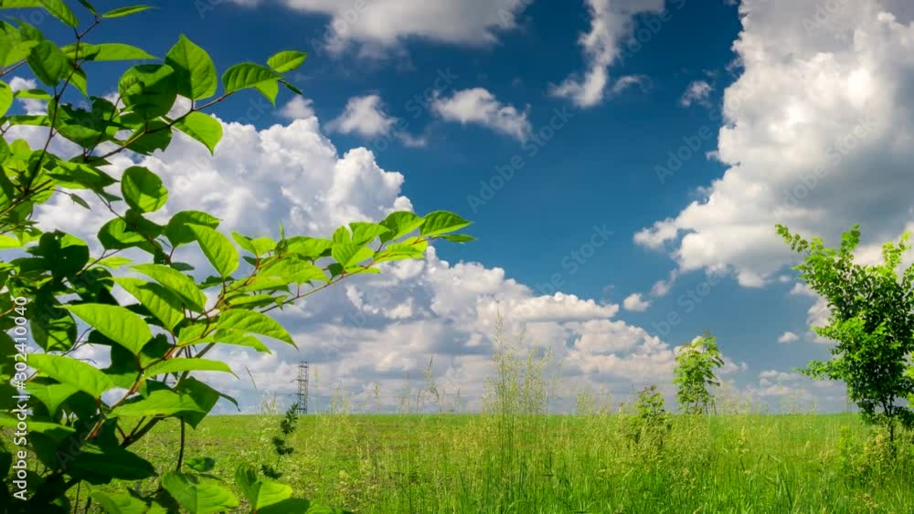 Forest Meadow. Forest Meadow.