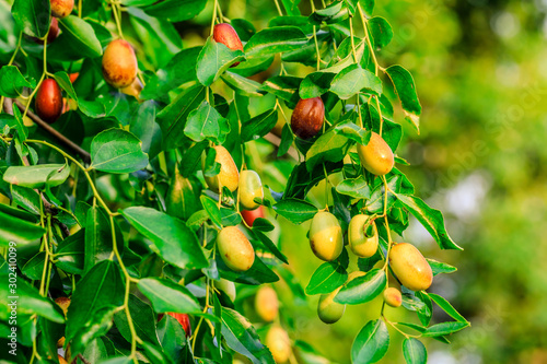 Фотография Jujube fruit on the jujube tree in the orchard