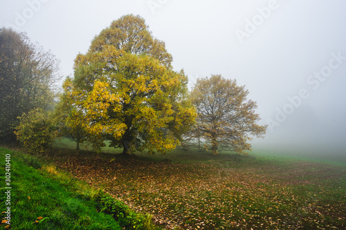 Laubbäume vor einer Nebelwand im Herbst