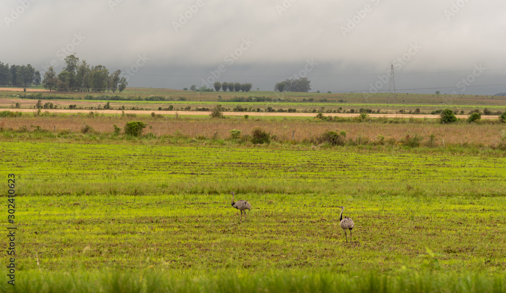 rural landscape on the border of Brazil with Uruguay-4.NEF5