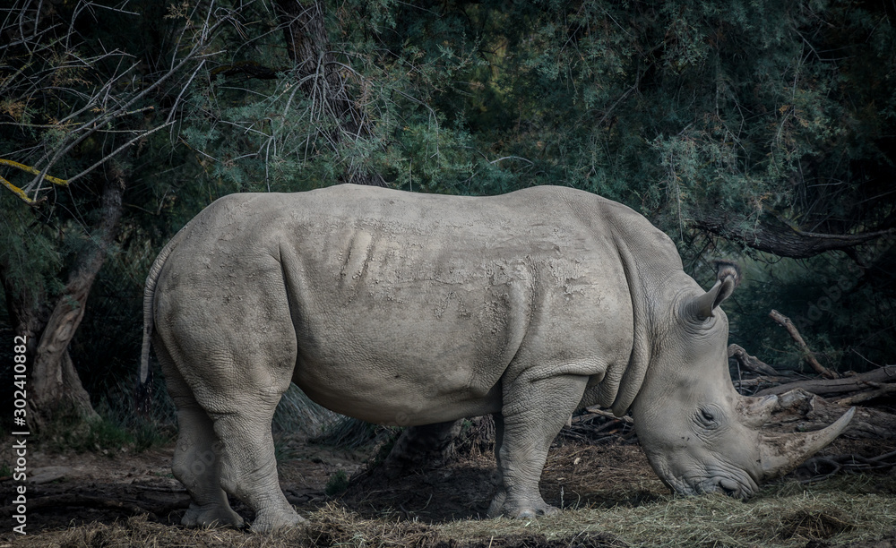 Fototapeta premium Rhinocéros blanc