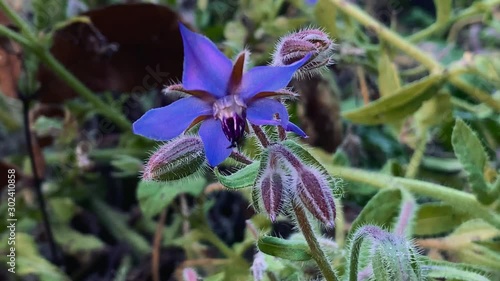 Borage flower macro. Also known as startflower or Borago officinalis. photo