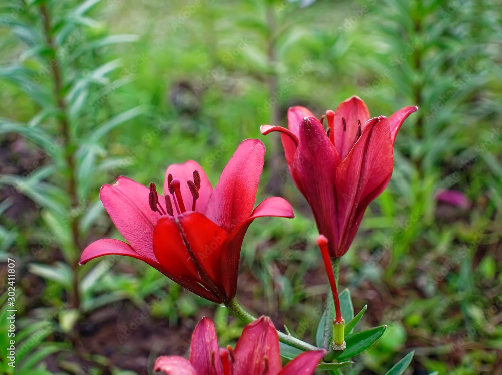 dark red daylily in the garden in summer, Russia.