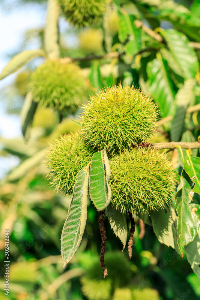 Chinese chestnut fruit grow on tree Chinese chestnut fruit grow on tree