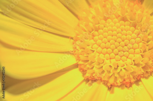 Close up.Yellow chrysanthemums in autumn  chrysanthemum use for flower background.