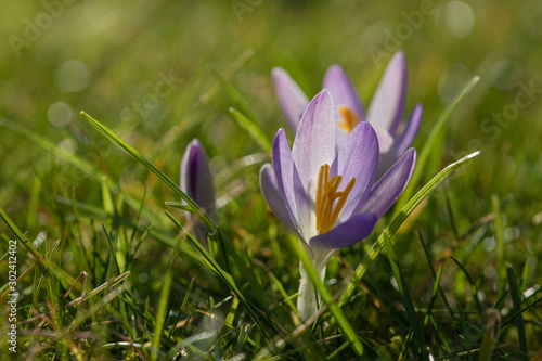 Close Up Of A Crocus In The Grass At Spring