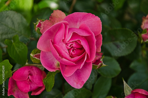 Wallpaper Mural Blume, Natur, Garten Torontodigital.ca