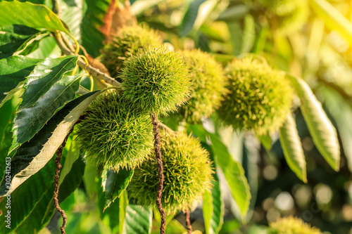 Canvas Print Chinese chestnut fruit grow on tree