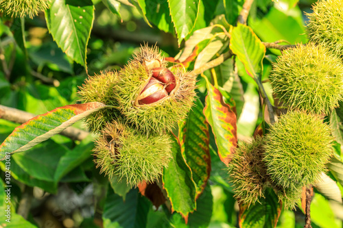 Chinese chestnut fruit grow on tree