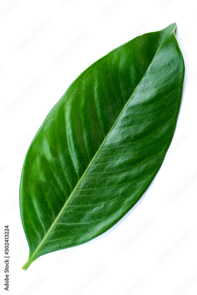 Fototapeta premium Green leaves isolated on a white background.