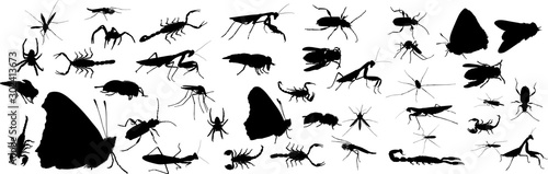 forty one insects collection isolated on white