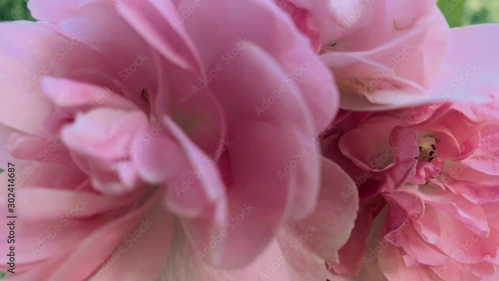 Pink rose flower macro with green defocused bacground. Pink rose flower macro with green defocused bacground.