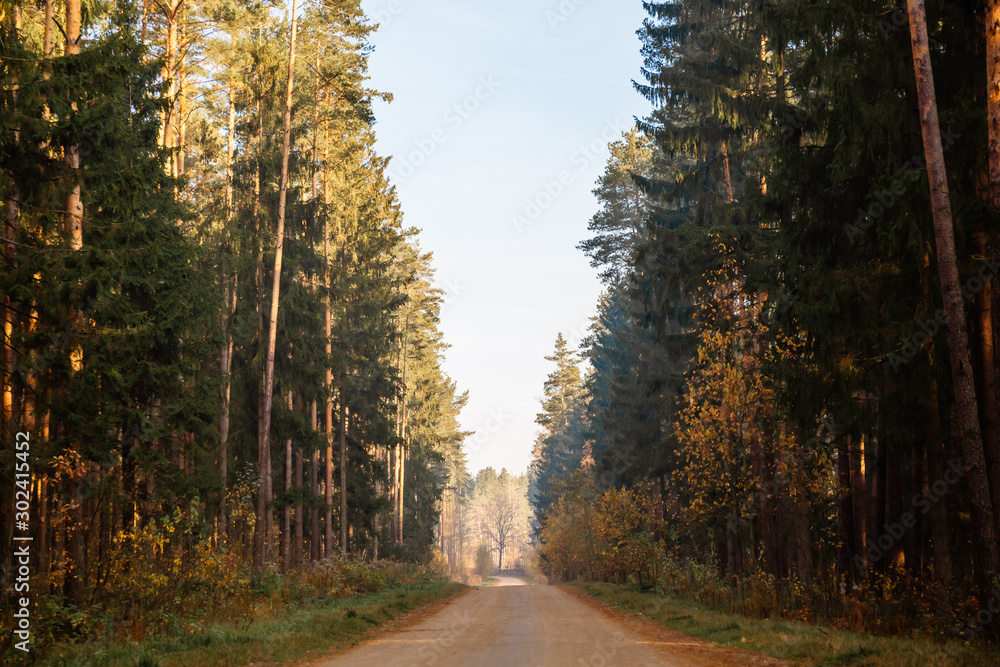 Autumn forest road. Rays of sunlight shine through the branches of trees. Autumn forest road. Rays of sunlight shine through the branches of trees.