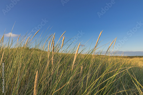 Detail Of Dunegrass In The Wide Dunes Of Texel Netherlands