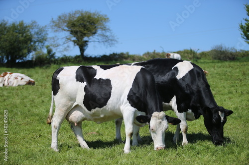Vaches en Bretagne