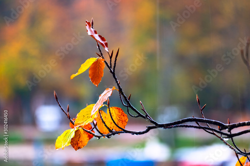 Orange autumn leaves on branch of tree