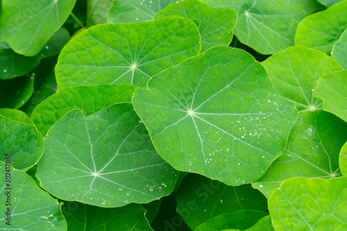 Blätter der Kapuzinerkresse (Tropaeolum), Nordrhein-Westfalen, Deutschland, Europa