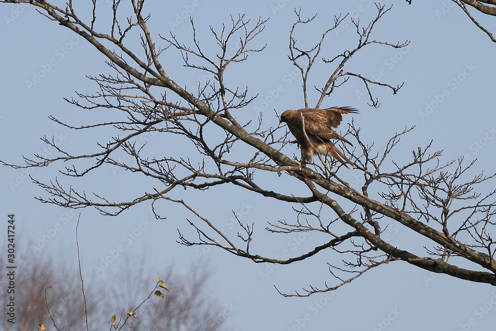 Black kite (Milvus migrans) on the tree branch on sky background. Bird of prey in the wilds. Black kite (Milvus migrans) on the tree branch on sky background. Bird of prey in the wilds.