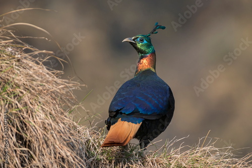 Himalayan Monal, Lophophorus impejanus, Uttarakhand, India photo