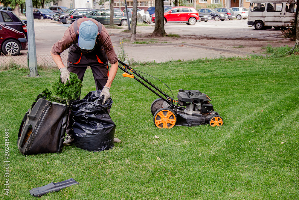 Mowing a household garden lawn with black bag of grass clippings. Mowing a household garden lawn with black bag of grass clippings.