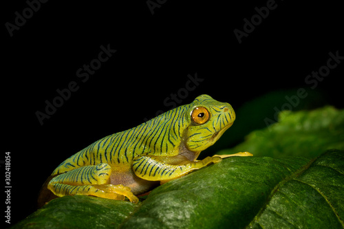Juvinile of malabar Gliding Frog, Rhacophorus malabaricus, Munnar, Kerala, India