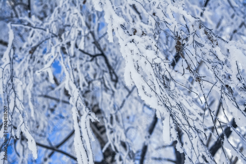 Hanging tree branches covered with thick snow after snowfall in winter Hanging tree branches covered with thick snow after snowfall in winter