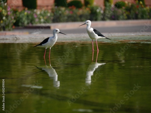 Two Black and white birds reflected in the waters of a pond at a park