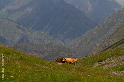 Caucasus mountains. Georgia