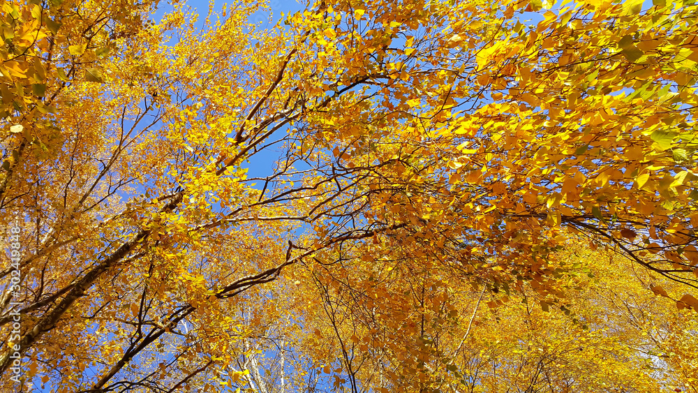 Branches of autumn birch tree with bright yellow leaves Branches of autumn birch tree with bright yellow leaves