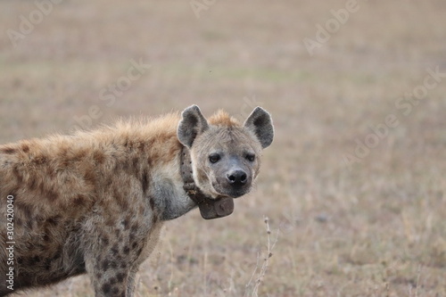 Hyena with a collar.