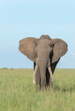 African Elephant, Maasai Mara, Africa