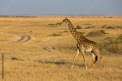 Giraffe walking, Masaai Maasai Mara, Africa © RealityImages