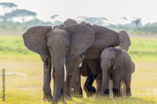 African Elephants, Amboseli National Park, Kenya, Africa