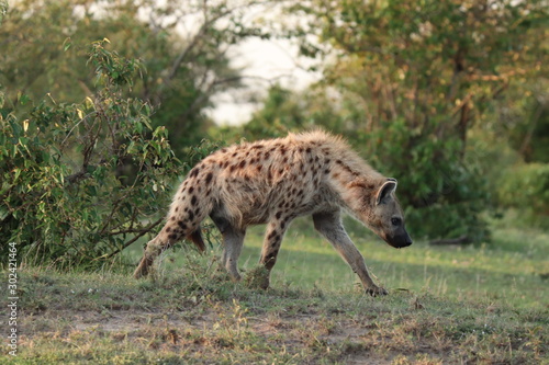 Spotted hyena in the african savannah.