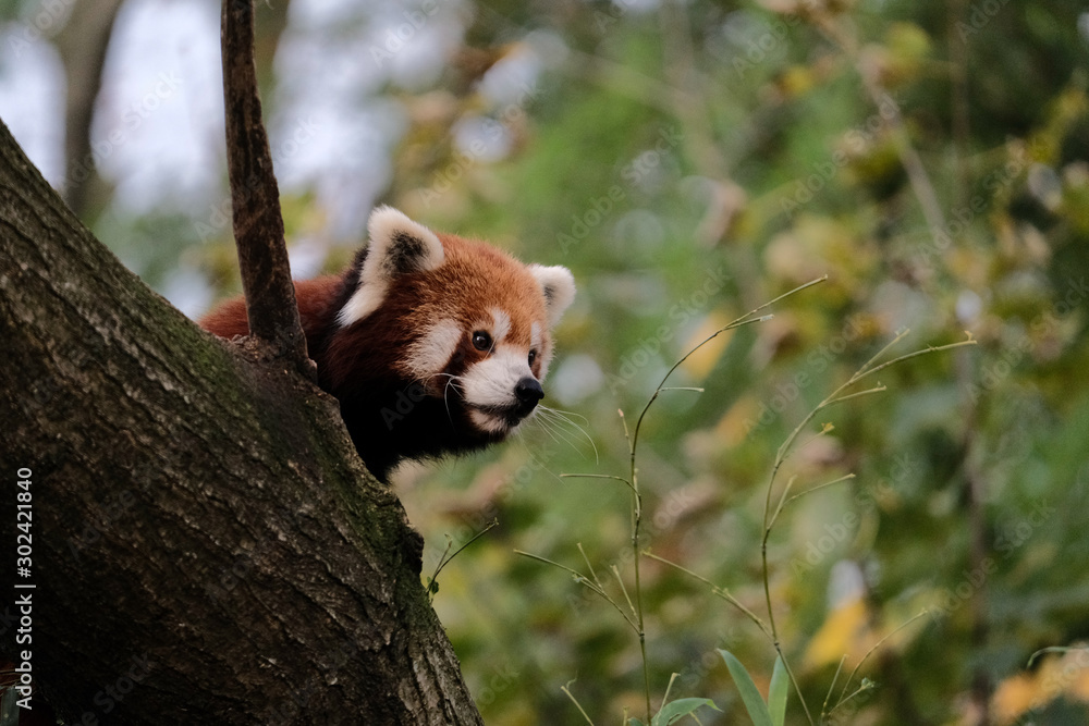 Naklejka premium Kleiner Panda