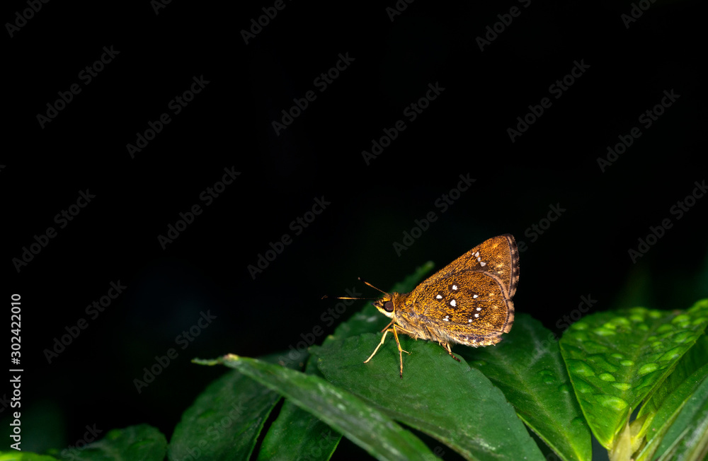 Grey Scrub Hopper, Aeromachus jhora, Garo Hills, Meghalaya, India