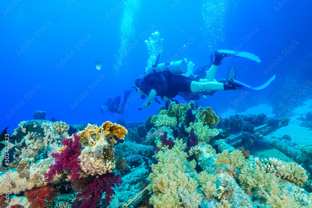 Fototapeta premium Coral Reef at the Red Sea Egypt