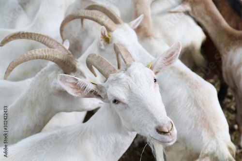 chèvres en bretagne