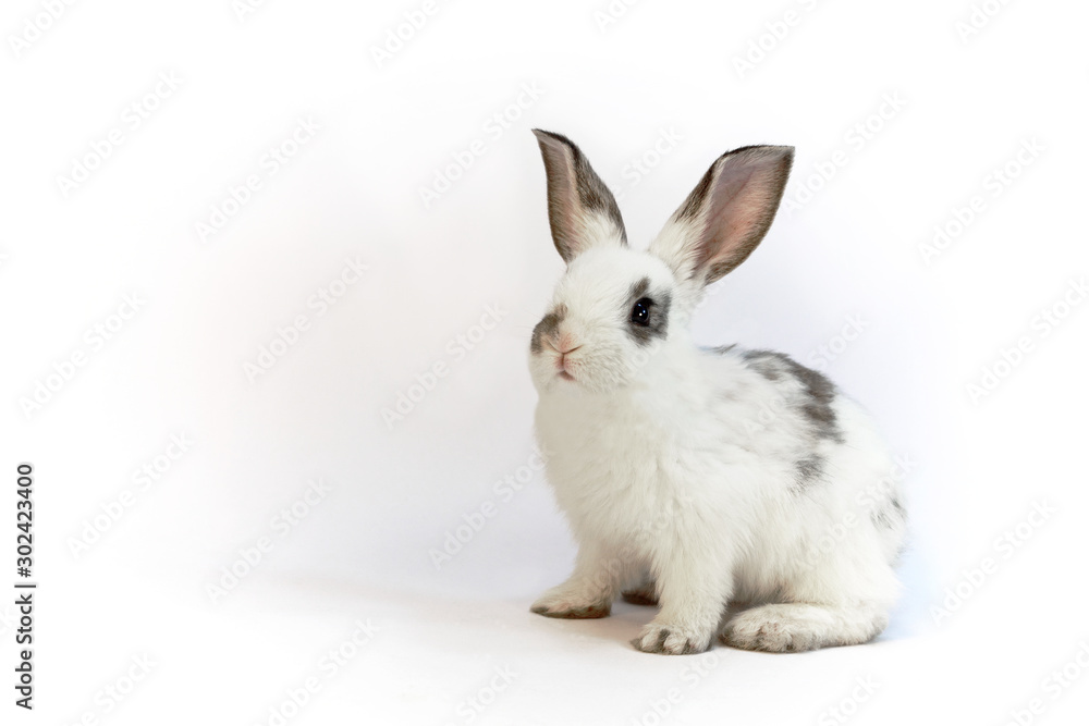 Fototapeta premium 白背景の1匹の子ウサギ