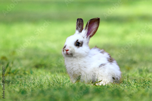 草原の中の1匹の子ウサギ