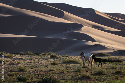 Mongolian horse dunes © Kris