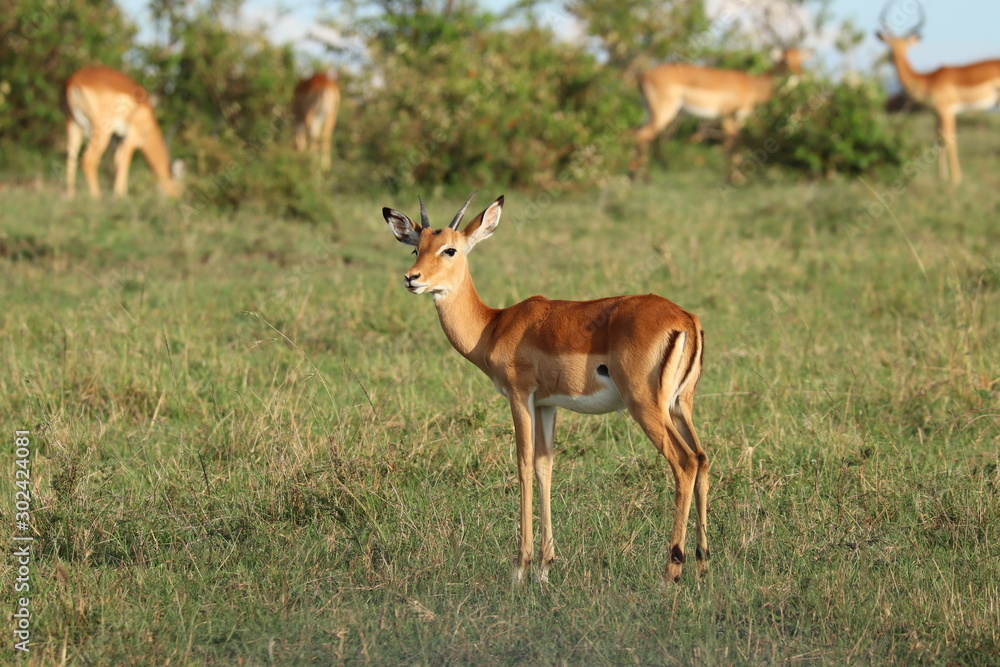Impala in the african savannah. Impala in the african savannah.