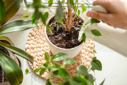 woman's hands watering plants in home. Making homework. Domestic life concept