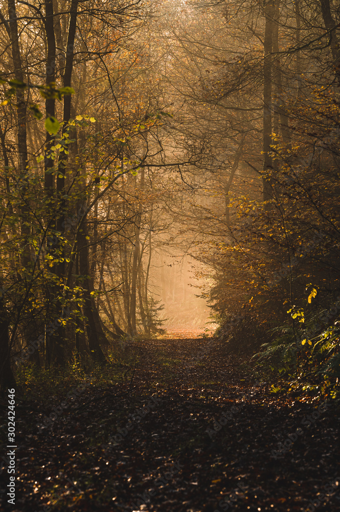 Naklejka premium Licht im Wald