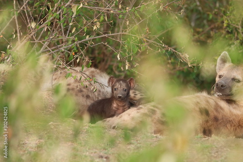 Spotted hyena cub.