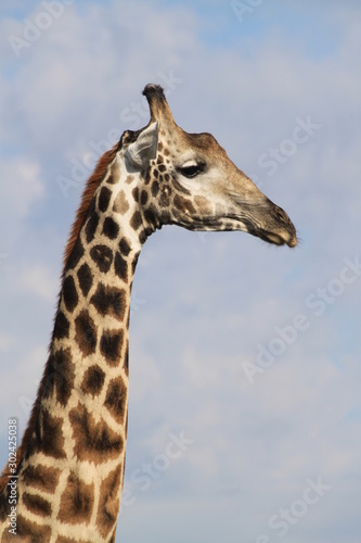 Girafe